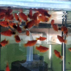 Platys corail rouge berlinois