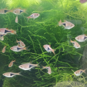 Rasbora heteromorpha ( Rasbora arlequin)