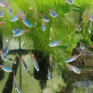 Néons innesi/Néons bleu