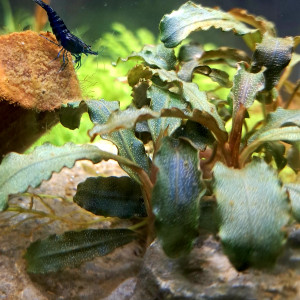 Neocaridina davidi "Blue Diamond"