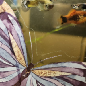 Platy - noir et orange et Mickey Mouse