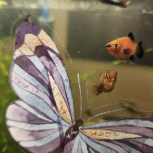 Platy - noir et orange et Mickey Mouse