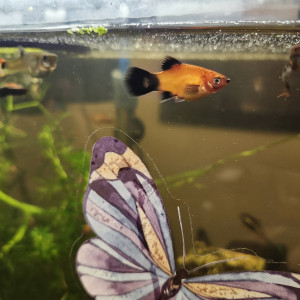 Platy - noir et orange et Mickey Mouse
