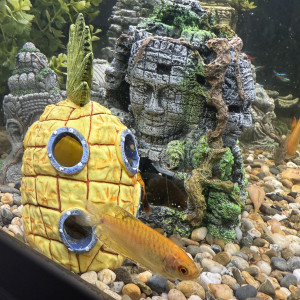 2 gouramis