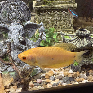 2 gouramis