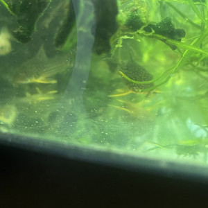 Couple de corydoras