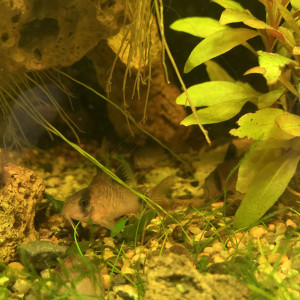 corydoras PANDA