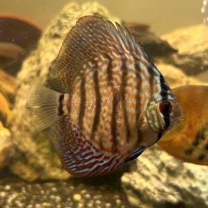 Un Discus 8cm