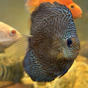 Un discus 10cm