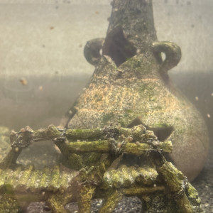 aquarium 60 L + 2 poissons