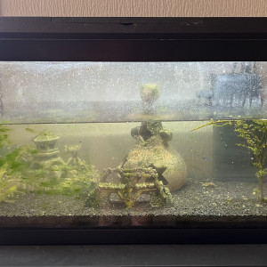 aquarium 60 L + 2 poissons
