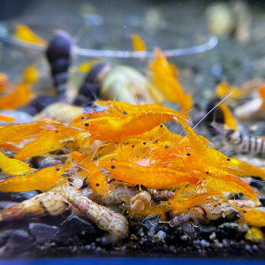 Crevette Neocaridina Davidi var. "Orange"
