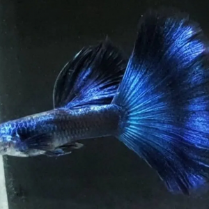 Guppy Moscow Blue