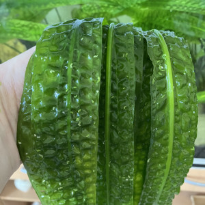 Cryptocoryne aponogetifolia de 1.5 m de long