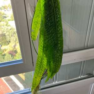 Cryptocoryne aponogetifolia de 1.5 m de long