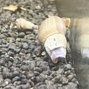 Planorbes mélanoides etcétéra