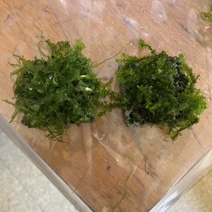 Rare moss /varech sûr biocerapond