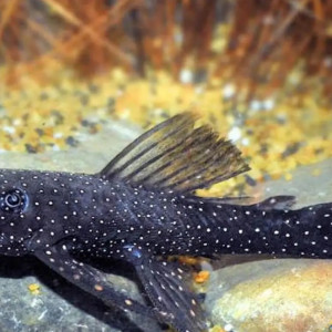 Donne poissons