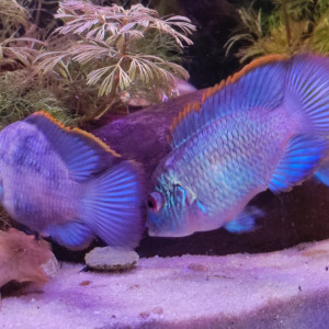 Couple Acara bleu electrique
