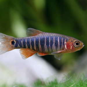 Donne 6 Danio émeraude