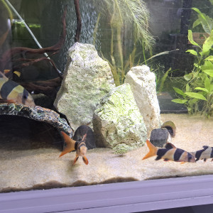Botia clown macracantha macracanthus