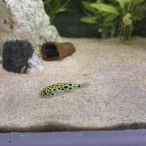 Tetraodon nigroviridis