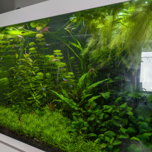 Accueil de poissons