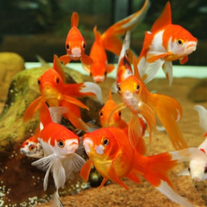 Donne poissons rouge