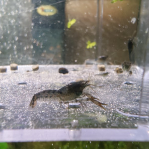 écrevisse naine CAMBARELLUS  TEXANUS  lot de 10