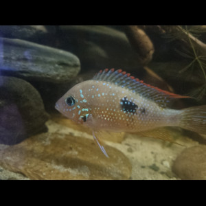 thorichthys ellioti