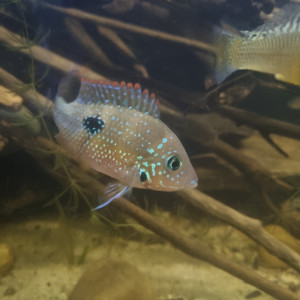 thorichthys ellioti