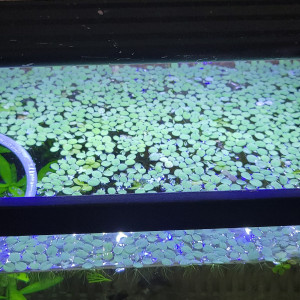 Salvinia plante flottante