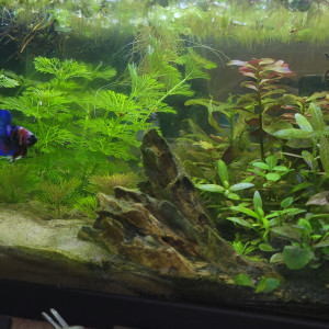 Aquarium 20L