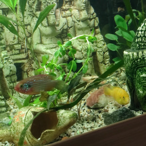Cyclidees