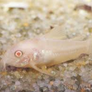 Corydoras albinos