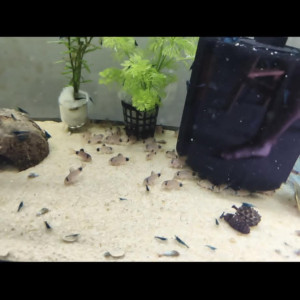 corrydoras panda