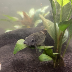 Don de 4 garra rufa et 3 boraras maculatus