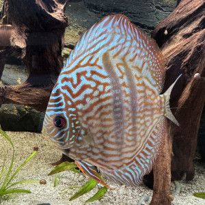 Vend discus adulte