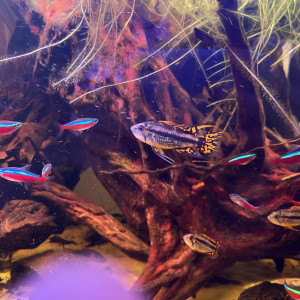 DON Apistogramma cacatuoides jeune MALE uniquement