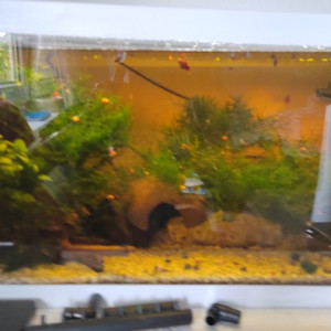 Neocaridina Blue Dream ou blue carbon