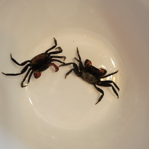 Crabe vampire (geosesarma dennerle)