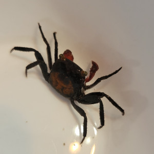 Crabe vampire (geosesarma dennerle)
