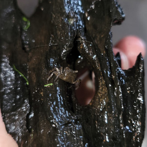Crabe vampire (geosesarma dennerle)