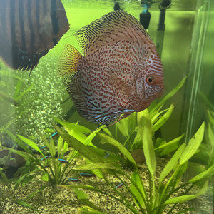 Discus adultes