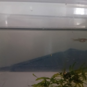 JEUNE GUPPY FEMELLE