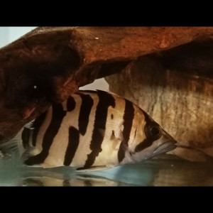 Datnioide microlepis 15 cm