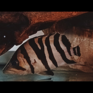 Datnioide microlepis 15 cm