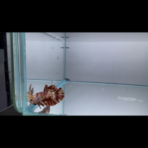 Betta leopard