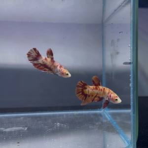 Betta leopard