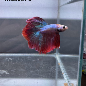 Betta mascots